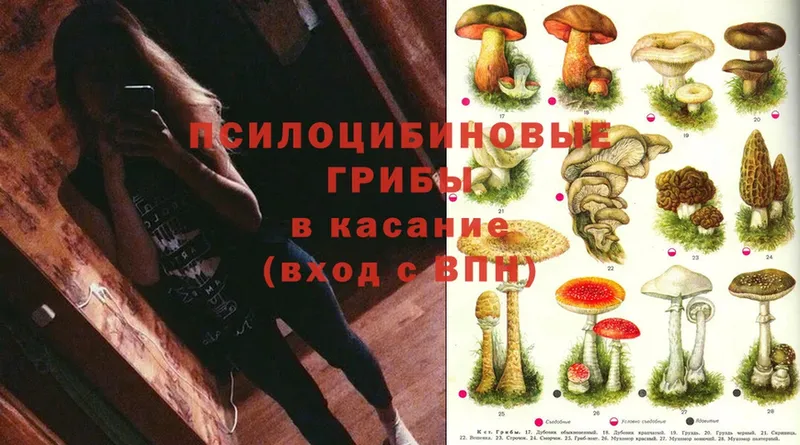 площадка официальный сайт  Ладушкин  Псилоцибиновые грибы Psilocybine cubensis  купить наркоту 